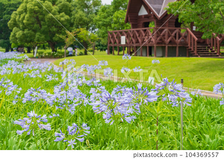 Kakamigahara Josui Park, Agapanthus in full bloom <Kakamigahara City, Gifu Prefecture> 104369557