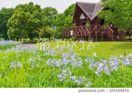 Kakamigahara Josui Park, Agapanthus in full bloom <Kakamigahara City, Gifu Prefecture> Kakamigahara Josui Park, Agapanthus in full bloom <Kakamigahara City, Gifu Prefecture> 104369650
