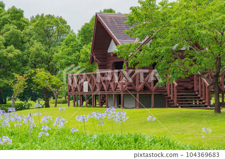 各務原上水公園、百子蓮盛開<岐阜縣各務原市> 104369683