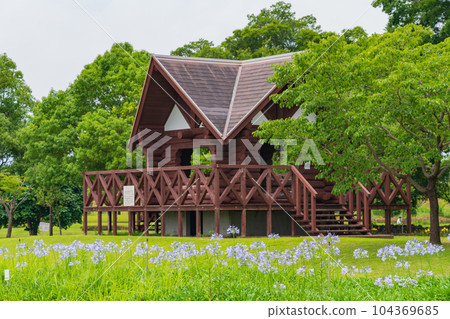 各務原上水公園、百子蓮盛開<岐阜縣各務原市> 104369685