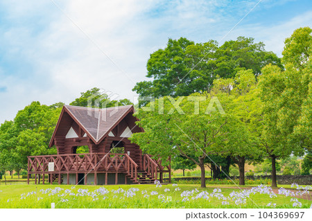 各務原上水公園、百子蓮盛開<岐阜縣各務原市> 104369697