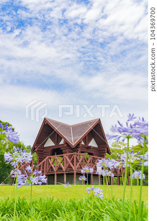 Kakamigahara Josui Park, Agapanthus in full bloom <Kakamigahara City, Gifu Prefecture> Kakamigahara Josui Park, Agapanthus in full bloom <Kakamigahara City, Gifu Prefecture> 104369700