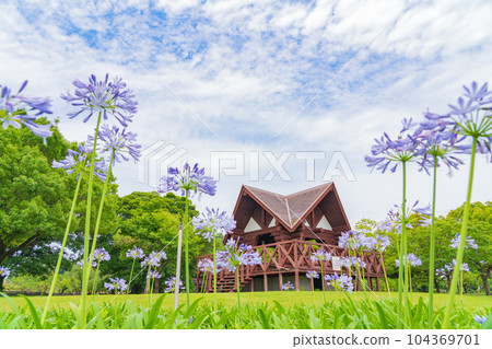 各務原上水公園、百子蓮盛開<岐阜縣各務原市> 104369701