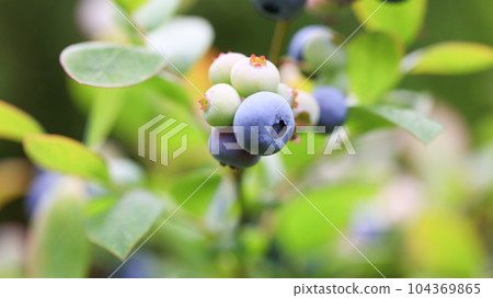 當我很快就吃，藍莓 104369865