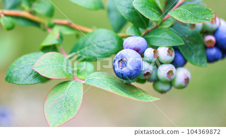 當我很快就吃，藍莓 104369872