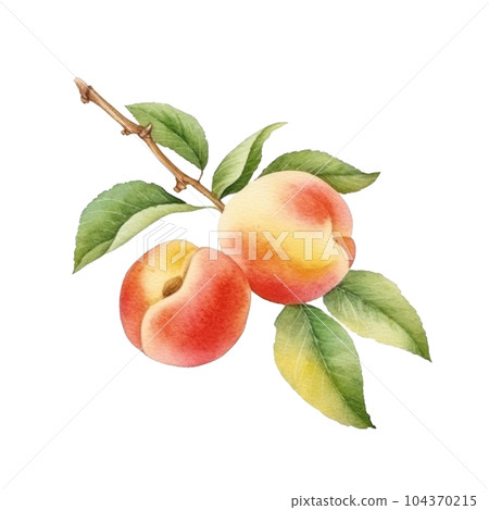 Watercolor Peach Isolated. Illustration Generative AI 104370215