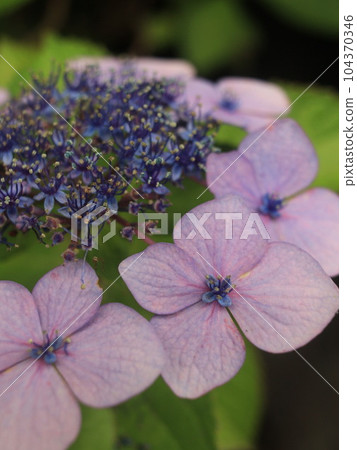 There are many kinds of hydrangea There are many kinds of hydrangea 104370346