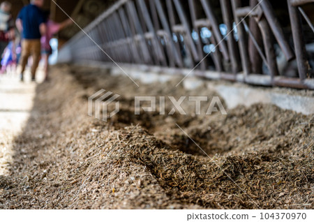 Row of silage in a dairy barn with stanchions. for cattle to eat through.  104370970