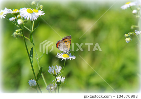 蝴蝶從花朵中吸取花蜜的場景(插畫風格) 蝴蝶從花朵中吸取花蜜的場景(插畫風格) 104370998