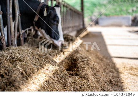Holstein dairy cow with head through a stanchion to eat silage in a barn.  104371049