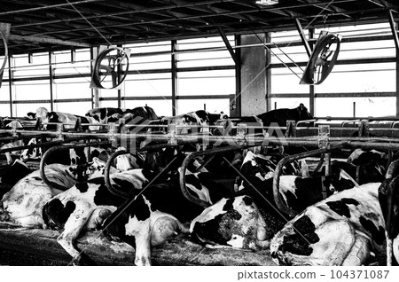 Holstein dairy cows comfortably laying down in freestalls barn. Holstein dairy cows comfortably laying down in freestalls barn. 104371087