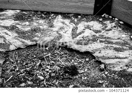 Hole in landscaping weed barrier plastic on the ground.  104371124