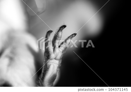 Selective focus on foot pads and nails of a guinea pig back paw. Selective focus on foot pads and nails of a guinea pig back paw. 104371145