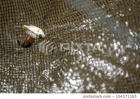 Small fry bait fish caught in a net above turbid water. Small fry bait fish caught in a net above turbid water. 104371165