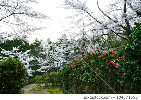 鴨山公園的櫻花(新潟縣) 鴨山公園的櫻花(新潟縣) 104371558