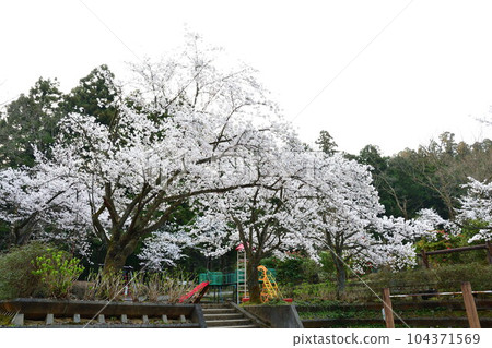 Cherry blossoms in Kamoyama Park (Niigata Prefecture) Cherry blossoms in Kamoyama Park (Niigata Prefecture) 104371569