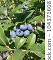 delicious ripe blueberries 104371608