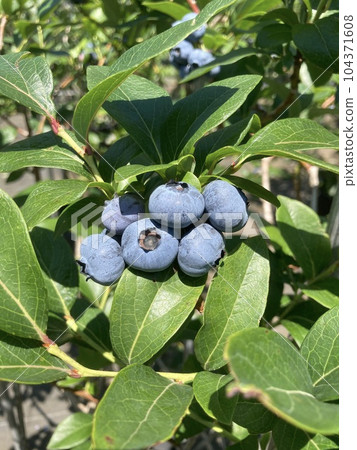 delicious ripe blueberries delicious ripe blueberries 104371608