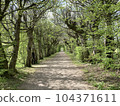 A path leading through bright green trees 104371611