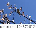 Japanese white-eye resting on a plum tree 104371612
