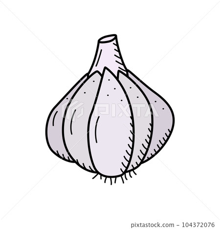 Garlic head sketch icon, vector drawing of a vegetable on a white background. 104372076