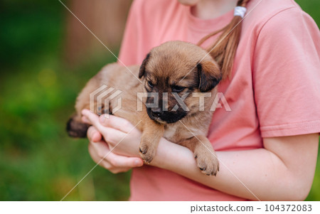 A little girl holding a little puppy in her arms. Pet. Fluffy friend. High quality photo A little girl holding a little puppy in her arms. Pet. Fluffy friend. High quality photo 104372083