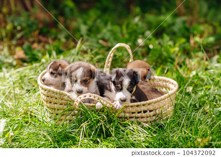 Little puppies in a basket in an outdoor summer garden. High quality photo Little puppies in a basket in an outdoor summer garden. High quality photo 104372092