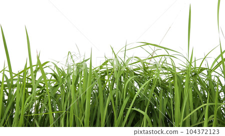 Isolated green grass bushes with clipping paths on white background copy space Isolated green grass bushes with clipping paths on white background copy space 104372123