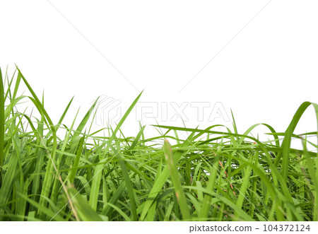 Isolated green grass bushes with clipping paths on white background copy space Isolated green grass bushes with clipping paths on white background copy space 104372124