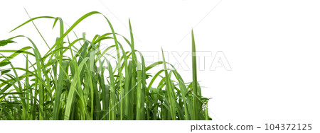 Isolated green grass bushes with clipping paths on white background copy space Isolated green grass bushes with clipping paths on white background copy space 104372125