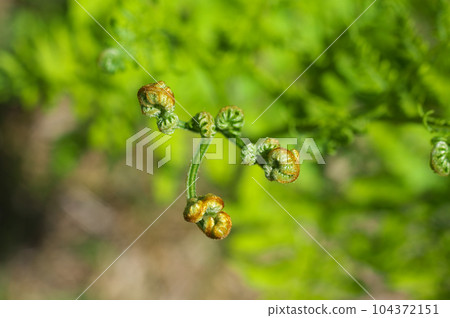 Bracken whose leaves are beginning to open 104372151
