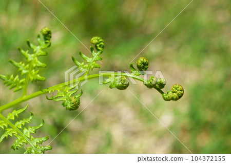 Bracken whose leaves are beginning to open 104372155