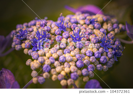 hydrangea hydrangea 104372361