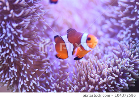Clown anemonefish and sea anemones 104372596