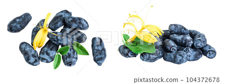 Fresh honeysuckle blue berry isolated on white background with full depth of field. Top view. Flat lay. 104372678