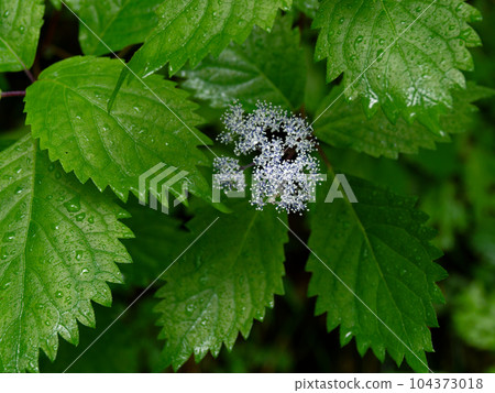 Blooming Hydrangea macrophylla without ornamental flowers Blooming Hydrangea macrophylla without ornamental flowers 104373018