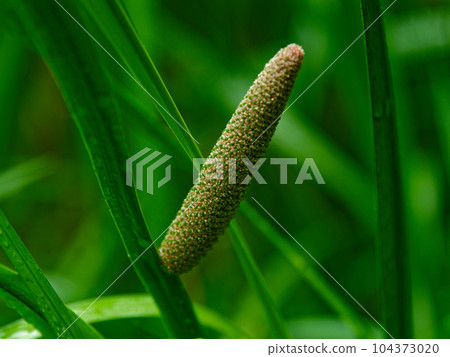 天南星科天南星花 104373020