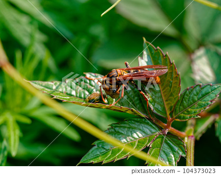 A paper wasp that preys on caterpillars 104373023
