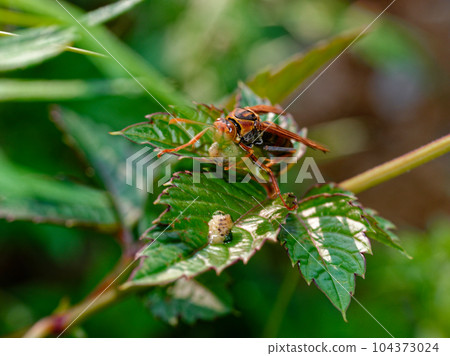 A paper wasp that preys on caterpillars 104373024