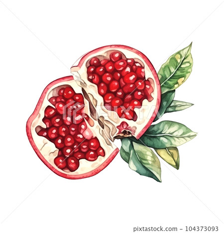 Pomegranate watercolor on white background. Isolated vector element. Sweet food. Pomegranate watercolor on white background. Isolated vector element. Sweet food. 104373093