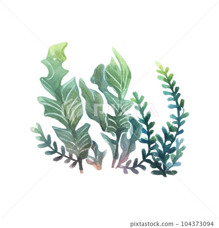Seaweed watercolor. Vintage botanical illustration. Vector decoration. Hand drawn sketch. Seaweed watercolor. Vintage botanical illustration. Vector decoration. Hand drawn sketch. 104373094