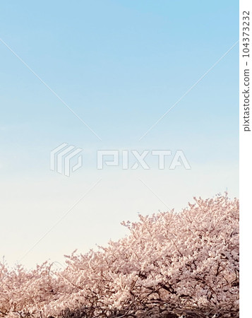 櫻花和藍天 櫻花和藍天 104373232