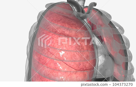 The lungs are a pair of sponge-like, expandable organs located w The lungs are a pair of sponge-like, expandable organs located w 104373270