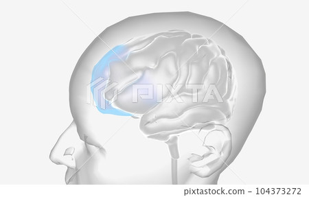 The Prefrontal Cortex Brain Stimulation The Prefrontal Cortex Brain Stimulation 104373272