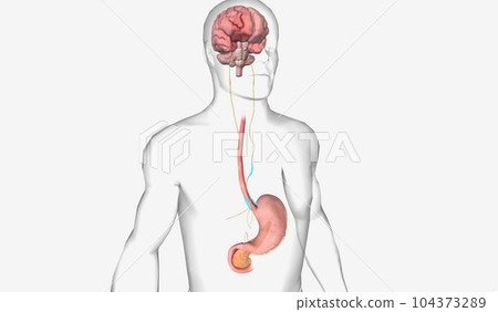Healthy Gut and Brain Axis Healthy Gut and Brain Axis 104373289