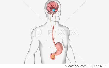 Healthy Gut and Brain Axis Healthy Gut and Brain Axis 104373293