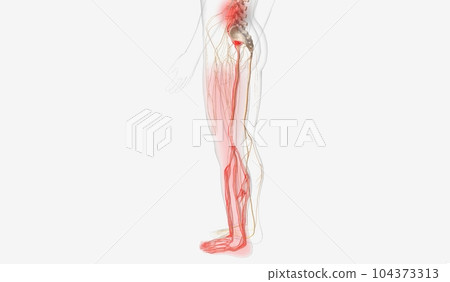Back and Lower Limb Pain 104373313