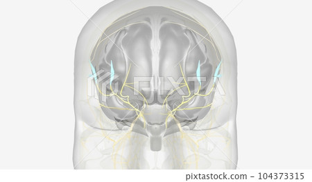 Electrical stimulation of ophthalmic nerve branches Electrical stimulation of ophthalmic nerve branches 104373315