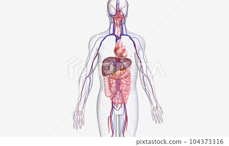 Systemic Insulin and Glucose in Type 2 Diabetes Systemic Insulin and Glucose in Type 2 Diabetes 104373316