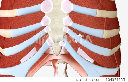 The main muscles of the thoracic wall include the intercostals a The main muscles of the thoracic wall include the intercostals a 104373335